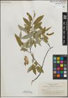 Foto von Salix ligulifolia C. R. Ball ex C. K. Schneid.